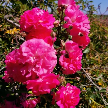 Villa Paradis - Casa Completa Ferias *